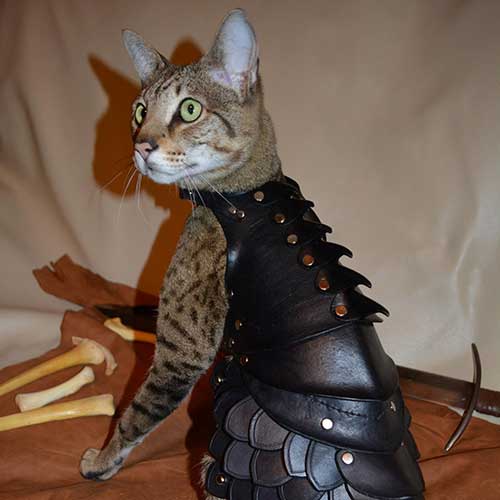 Cat Battle Armor