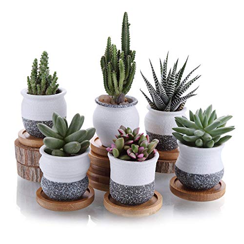 Ceramic Succulent Planter Pots with Bamboo Saucers