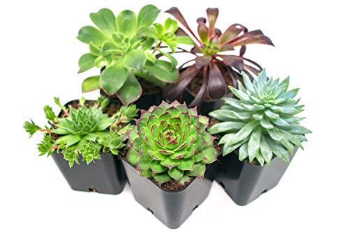 Succulent Plants