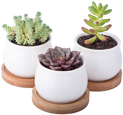 A Set of Mini Planters