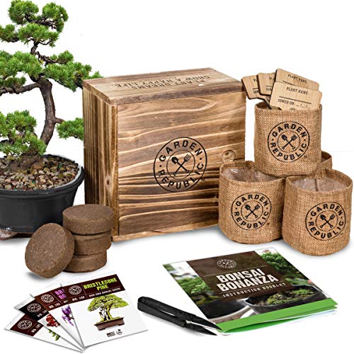 Bonsai Tree Starter Kit