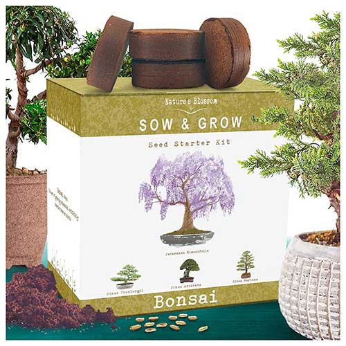 Bonsai Tree Kit