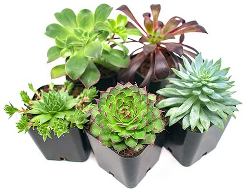 Succulent Plants