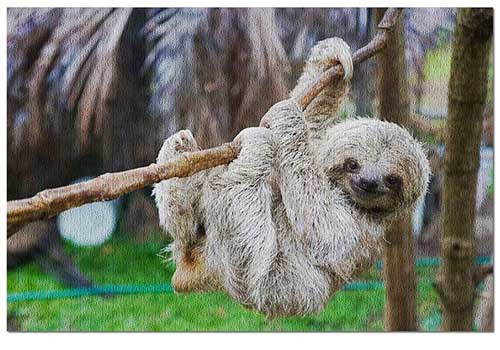 Baby Sloth in Tree Puzzle