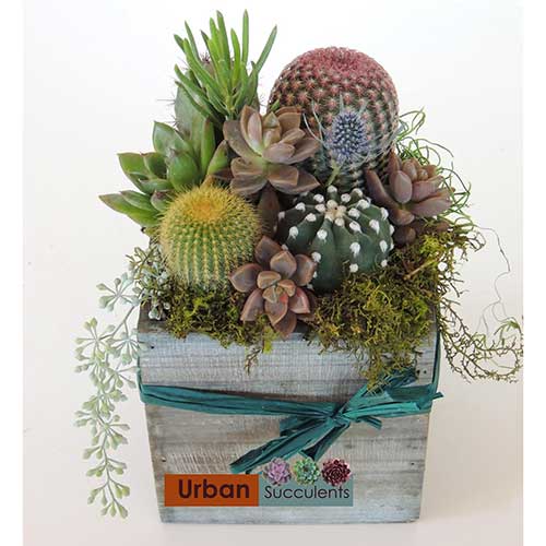 Cactus Arrangement