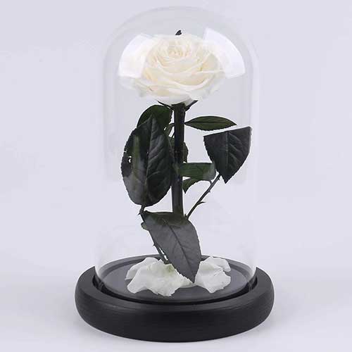 Preserved White Rose