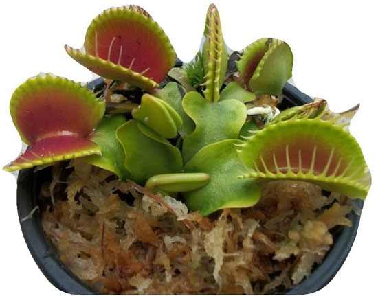 Carnivorous Plant