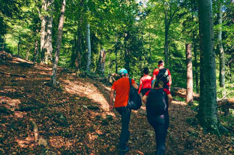 People hiking in the forest