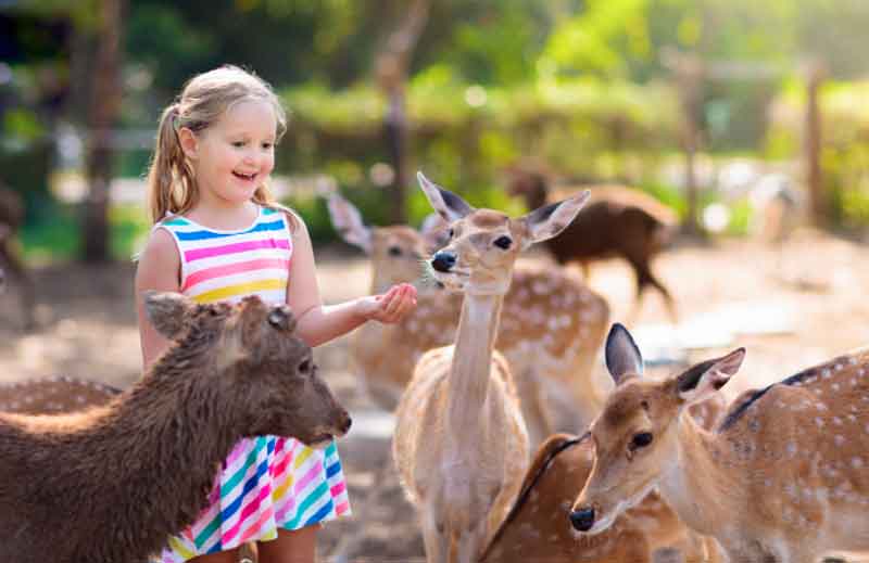 6-year-old girl enjoying the zoo