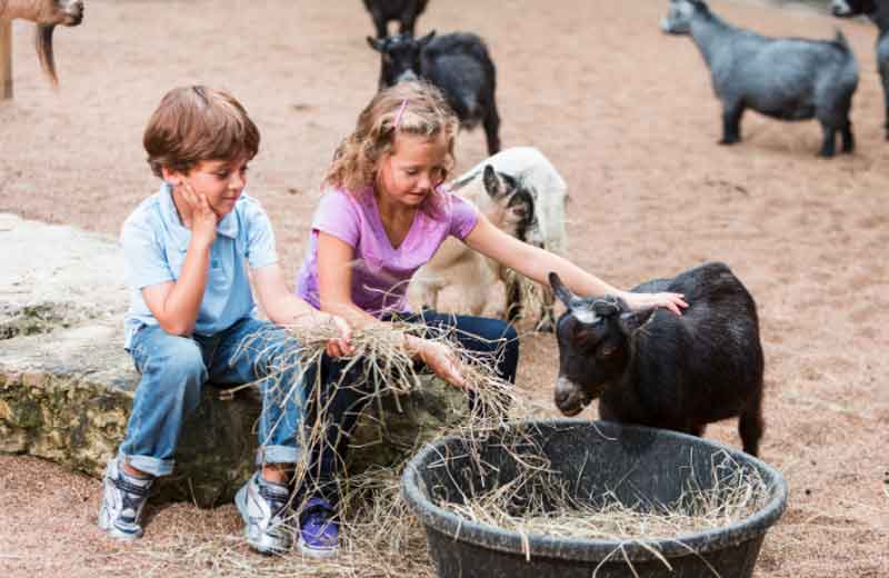 Boy and girl petting a goat at the zoo