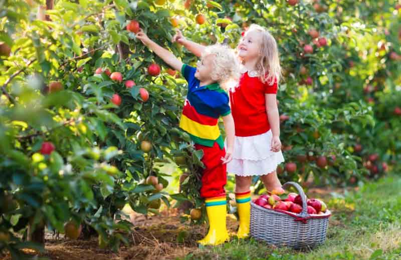 Fruit Picking