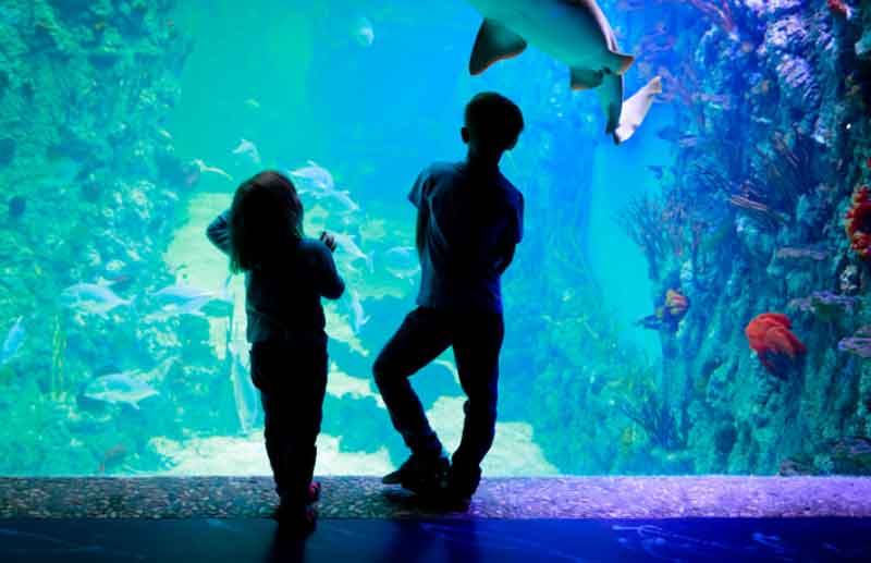 Kids at an aquarium
