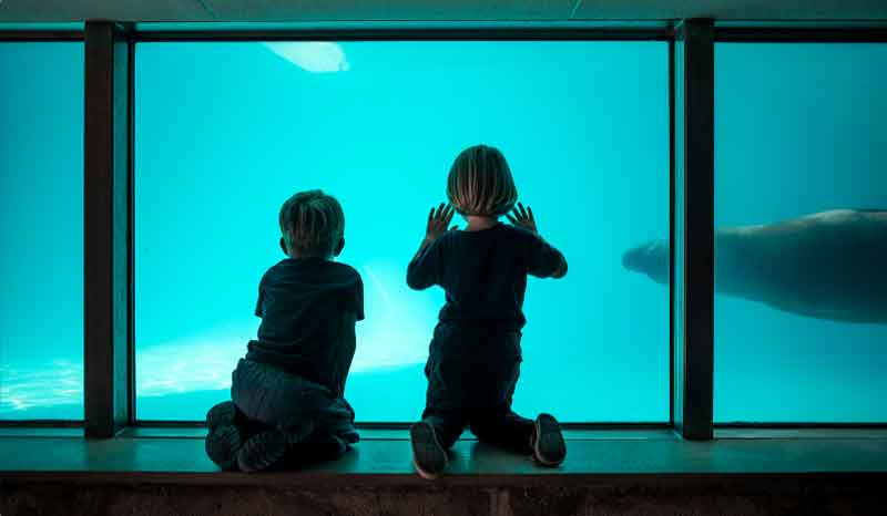 Kids looking through the glass at an aquarium