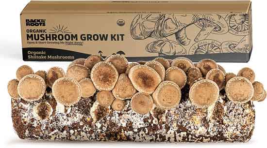 Mushroom Grow Kit