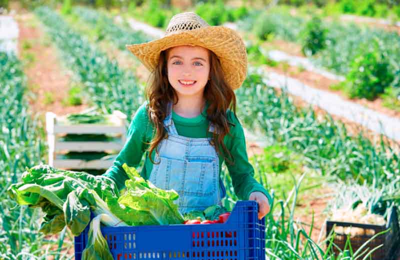 Picking Food At Farm