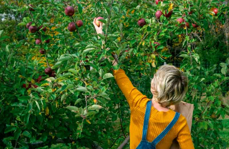 Woman picking apples