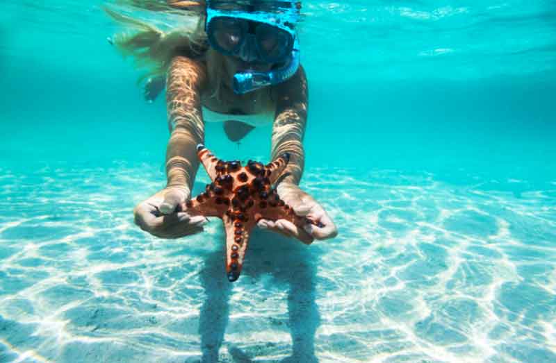 Woman touches a starfish while snorkeling