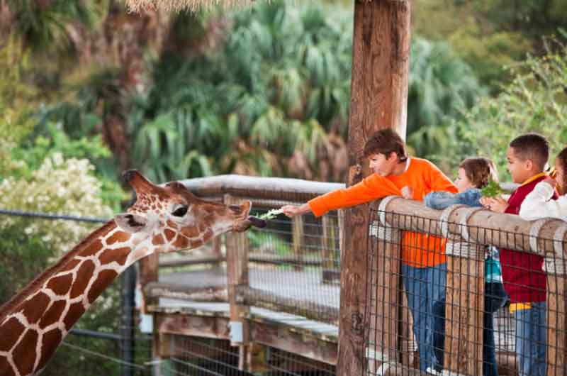 Boy feeding a giraffe
