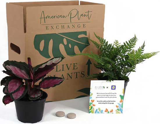 Plant Subscription Box
