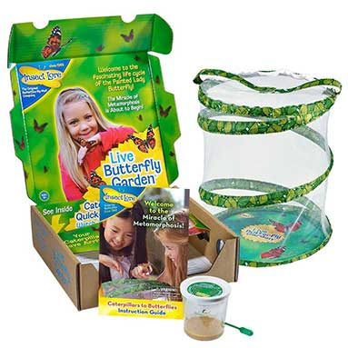 Caterpillar to Butterfly Kit