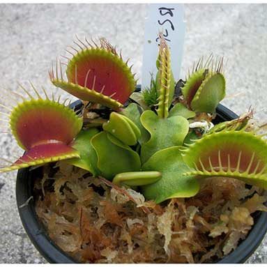 Big Venus Fly Trap